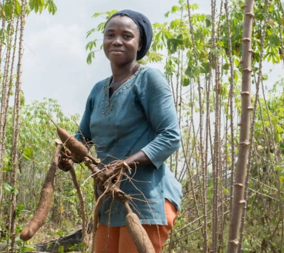 selbst angebaute Lebensmittel: Liberianische Frau erntet Süßkartoffeln