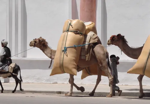 Transport von Gütern mit Esel und Kamelen