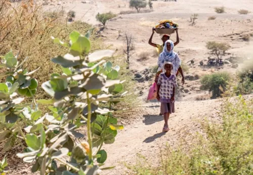 Äthiopische Flüchtlinge mit Korb auf dem Kopf auf dem Weg zum Sudan