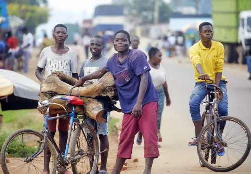 Kongo: Menschen transportieren Holz auf Fahrrädern