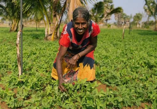 ZOA verlässt Sri Lanka: Lachende Frau erntet 